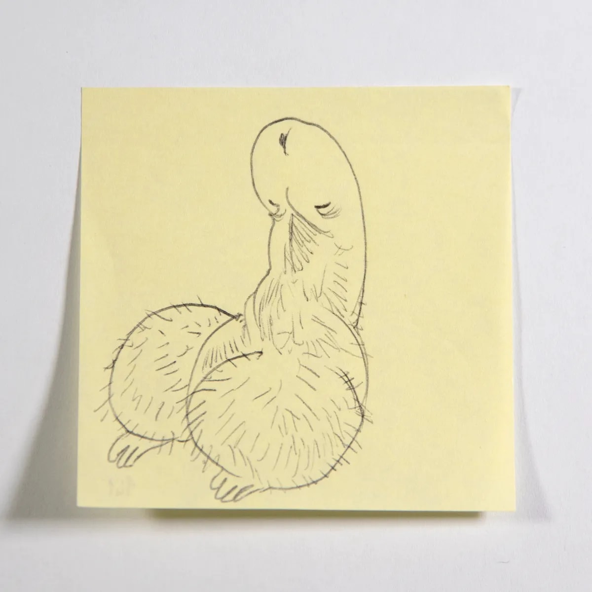 Orangutan, No. 141 of 512: a hand-drawn cazzo on a sticky note