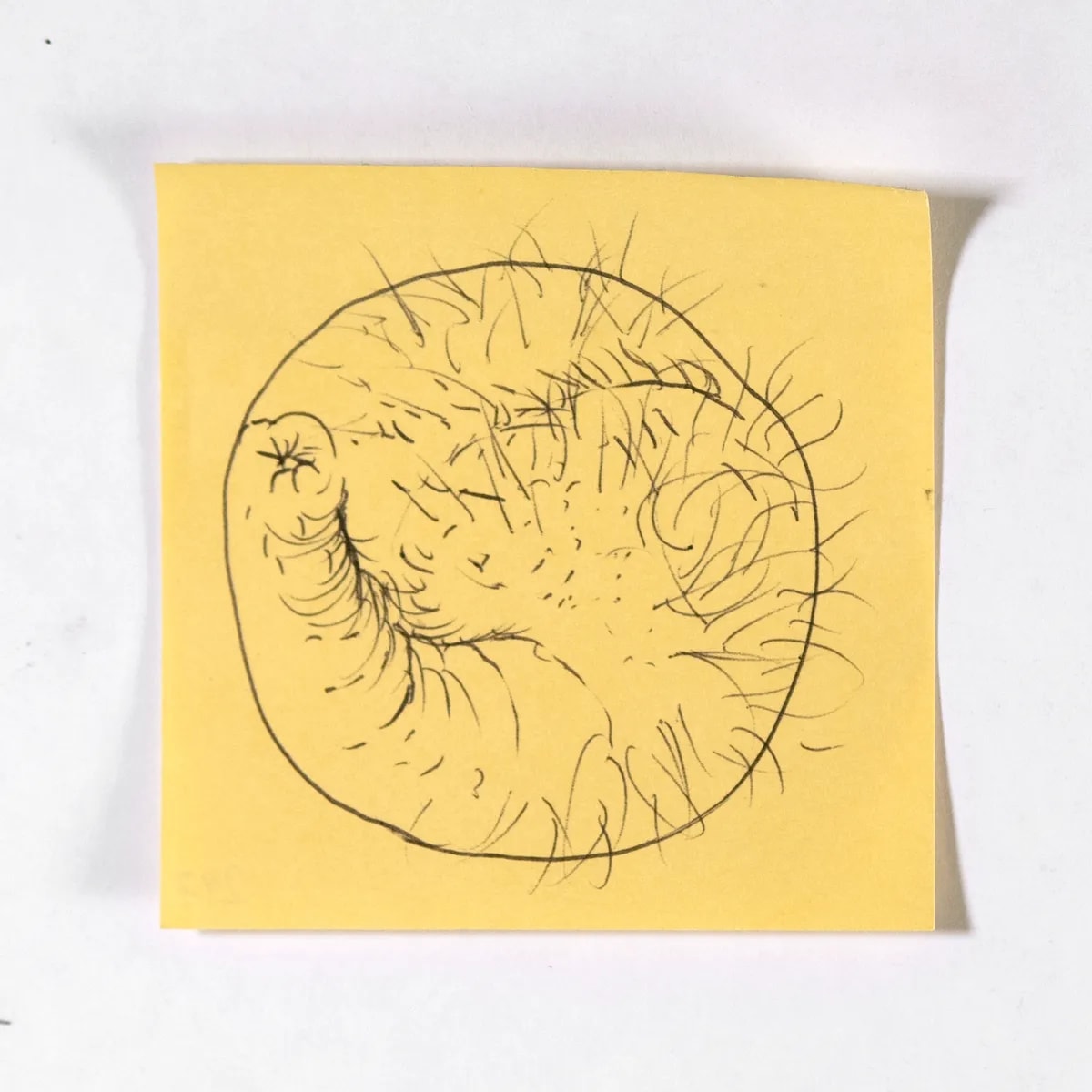 Globular, No. 297 of 512: a hand-drawn cazzo on a sticky note