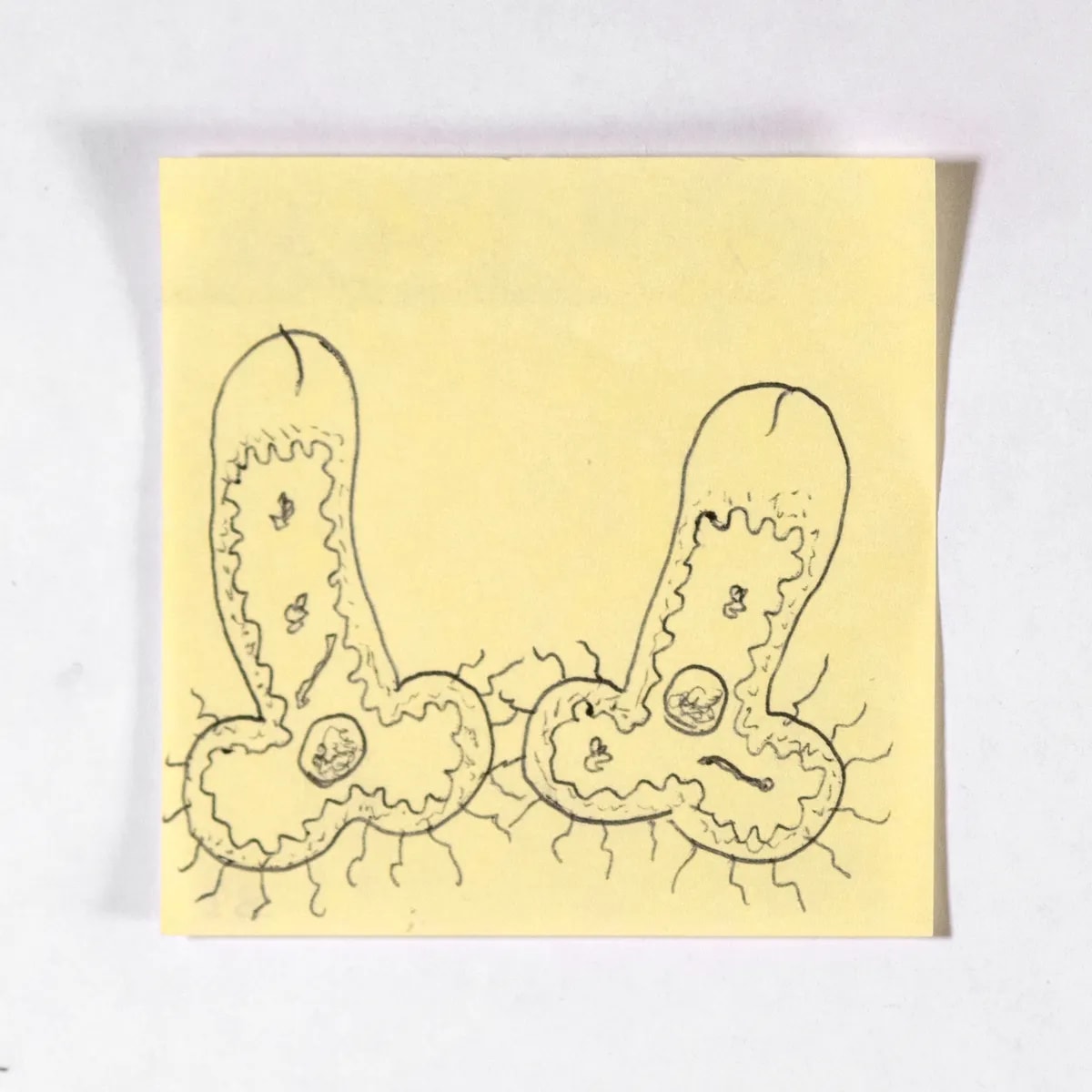 Mitosis, No. 332 of 512: a hand-drawn cazzo on a sticky note